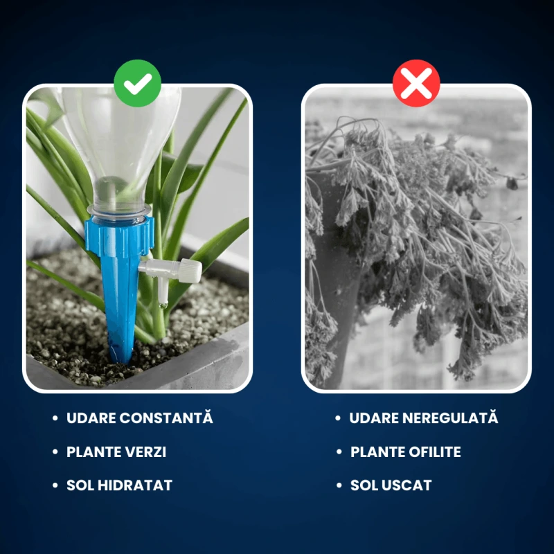DUZE UDAT PLANTE 4