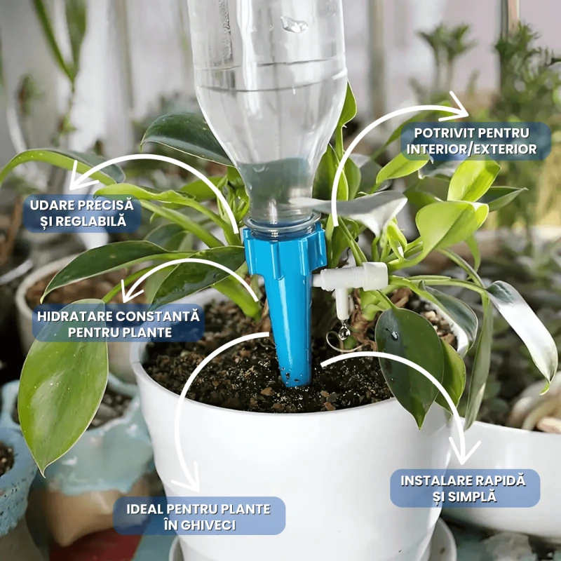 DUZE UDAT PLANTE 2