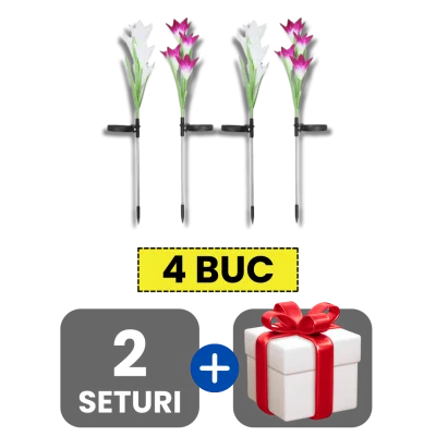 2 bucati