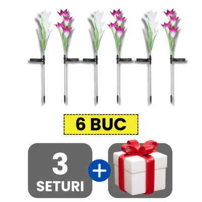 3 bucati